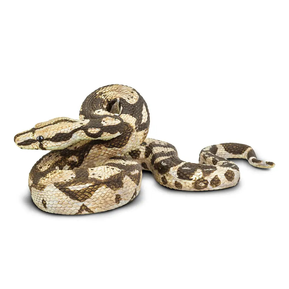 A Boa Constrictor with tan and brown patterned scales is resting on a white background, its head slightly raised and tongue out.