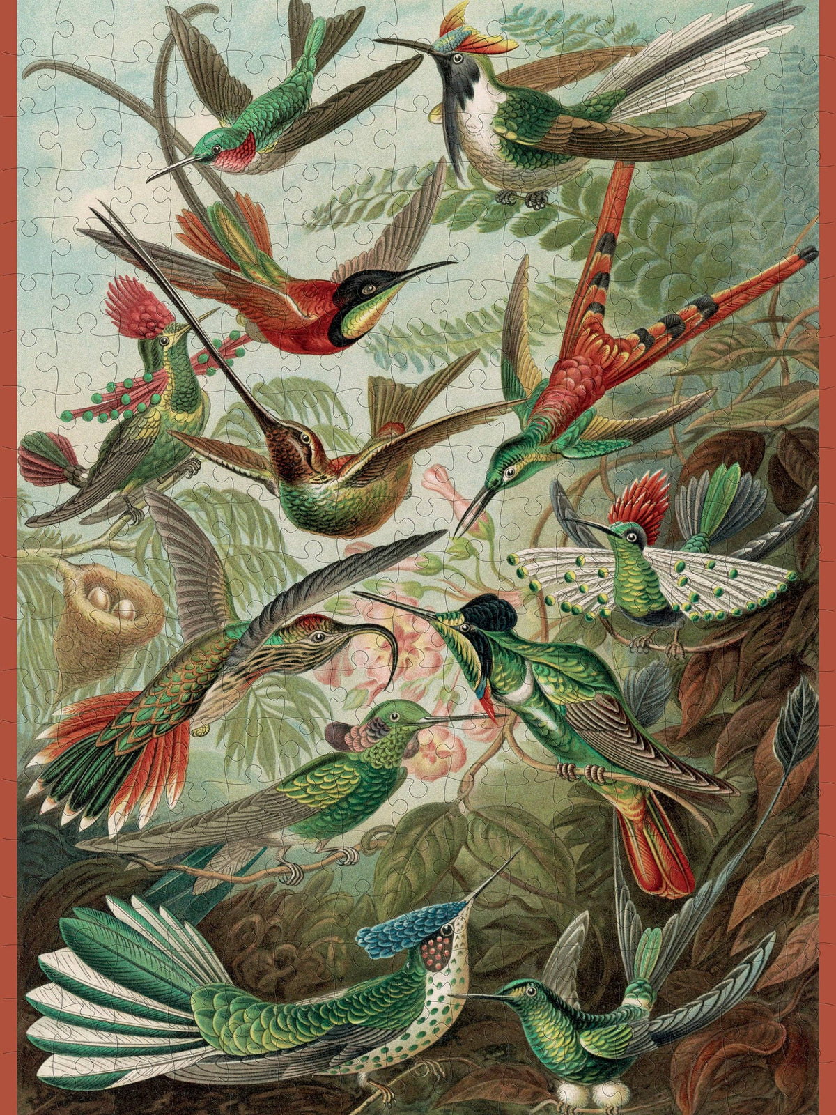 Ernst Haeckel: Hummingbirds 300-Pieces jigsaw puzzle featuring a detailed botanical illustration of various colorful hummingbirds among flowers and foliage.