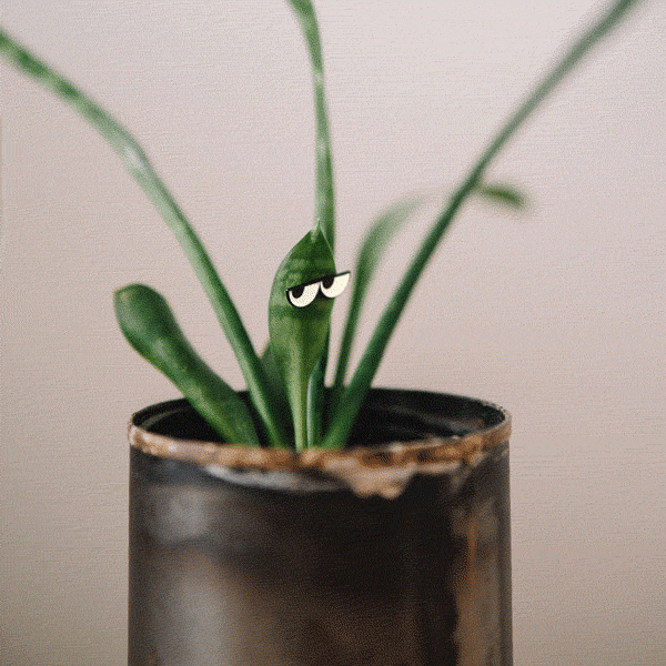 Glow Eyes 4-pack - Plant Magnet