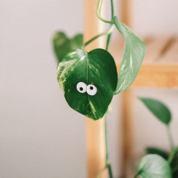 Glow Eyes 4-pack - Plant Magnet