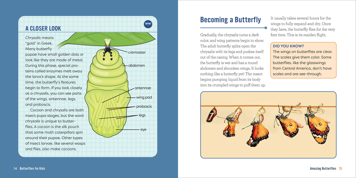 Butterflies for Kids