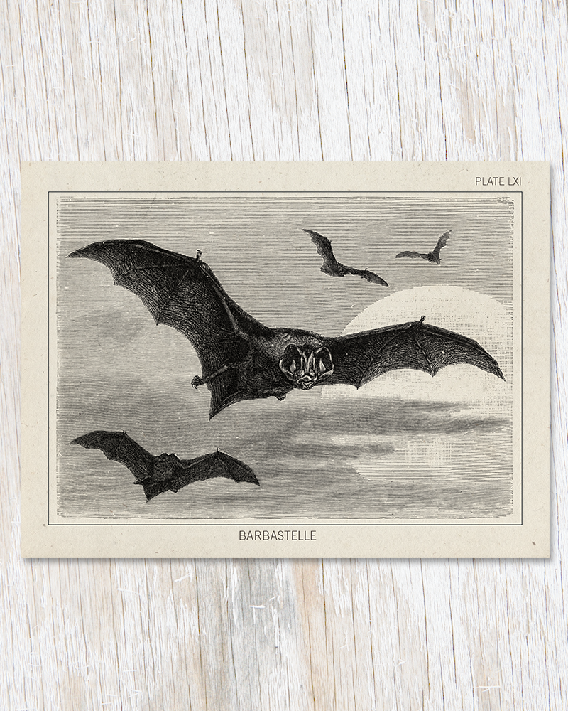 Bat Specimen Greeting Card