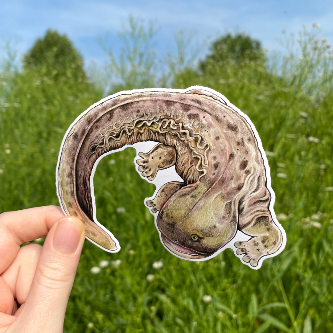 Hellbender Salamander Weatherproof Vinyl Sticker