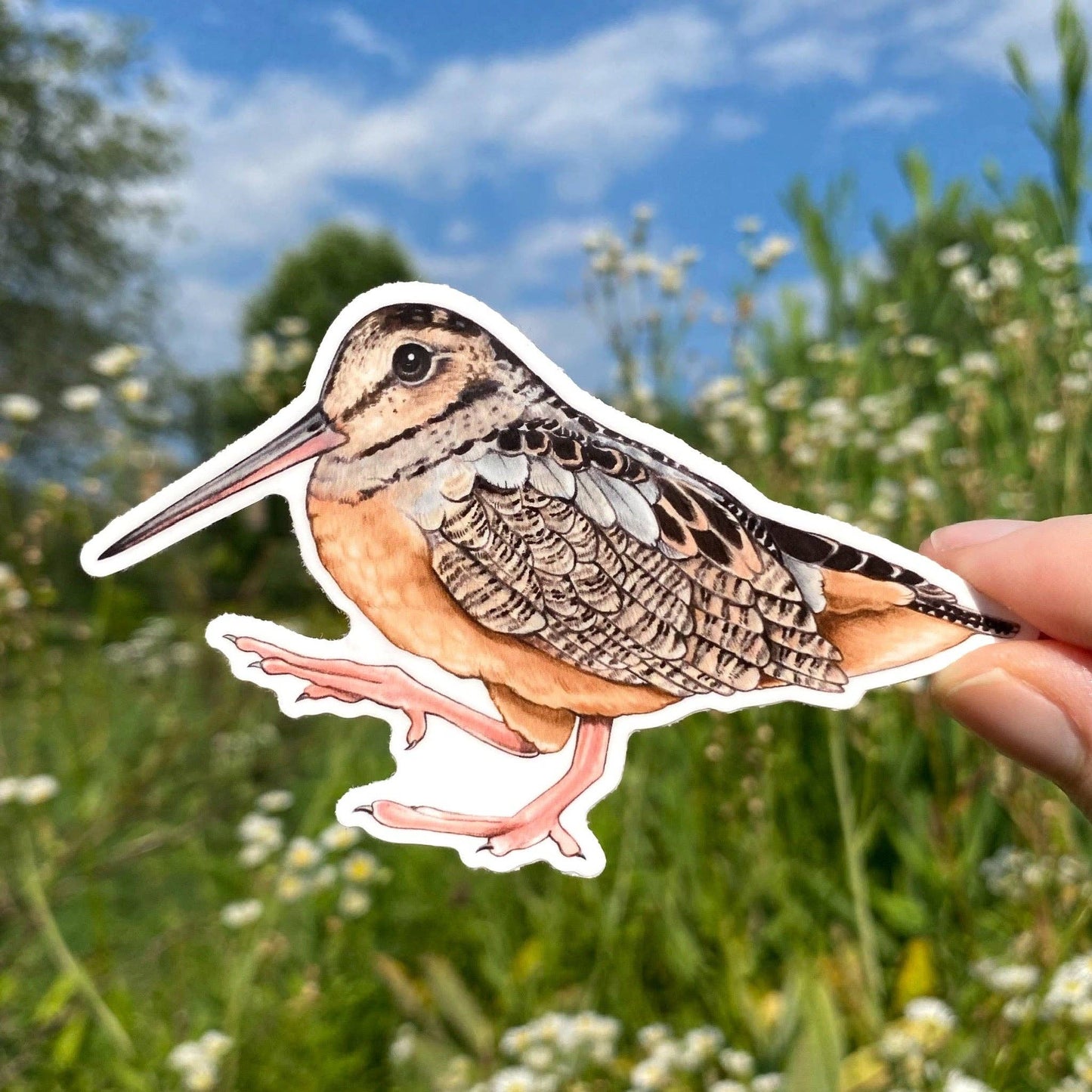 American Woodcock Bird Weatherproof Vinyl Sticker