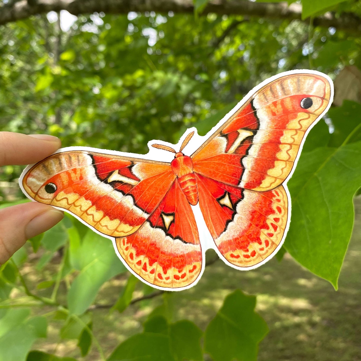 Tuliptree Silkmoth Weatherproof Vinyl Sticker