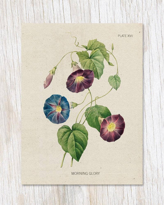 Beige greeting card with an illustration of morning glory.
