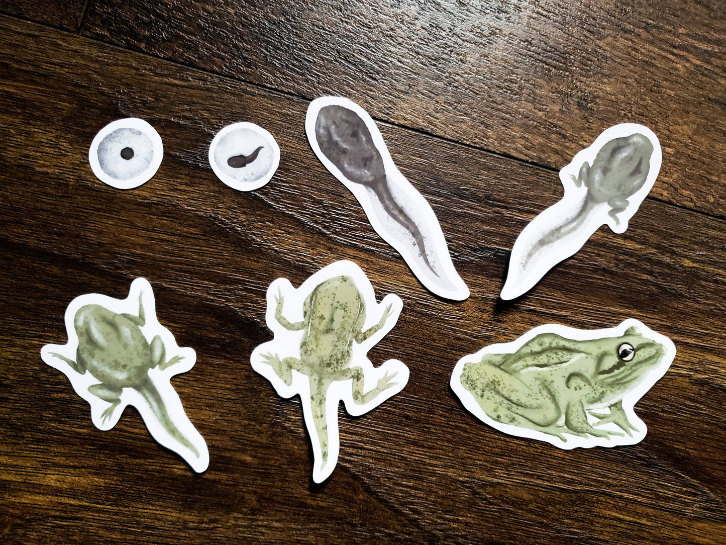 7 frog lifecycle themed stickers.