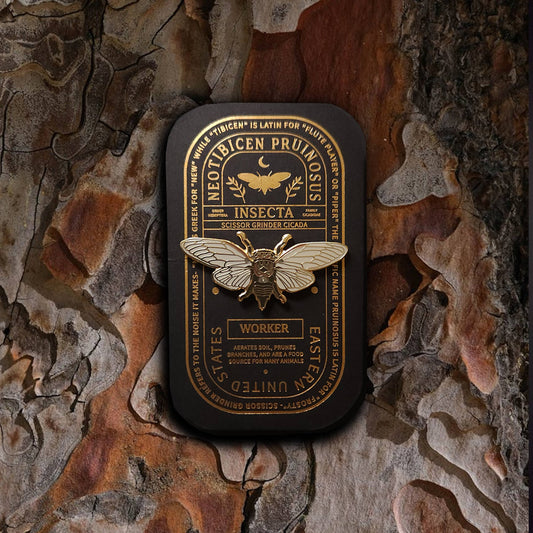 The Scissor Grinder Cicada Educational Insect Enamel Pin, in gold and black with intricate cicada details and “Neotibicen pruinosus” labeling, is displayed against textured tree bark. This hard enamel pin features a raised cicada at its center along with finely detailed text—making it an ideal entomology gift for nature enthusiasts.