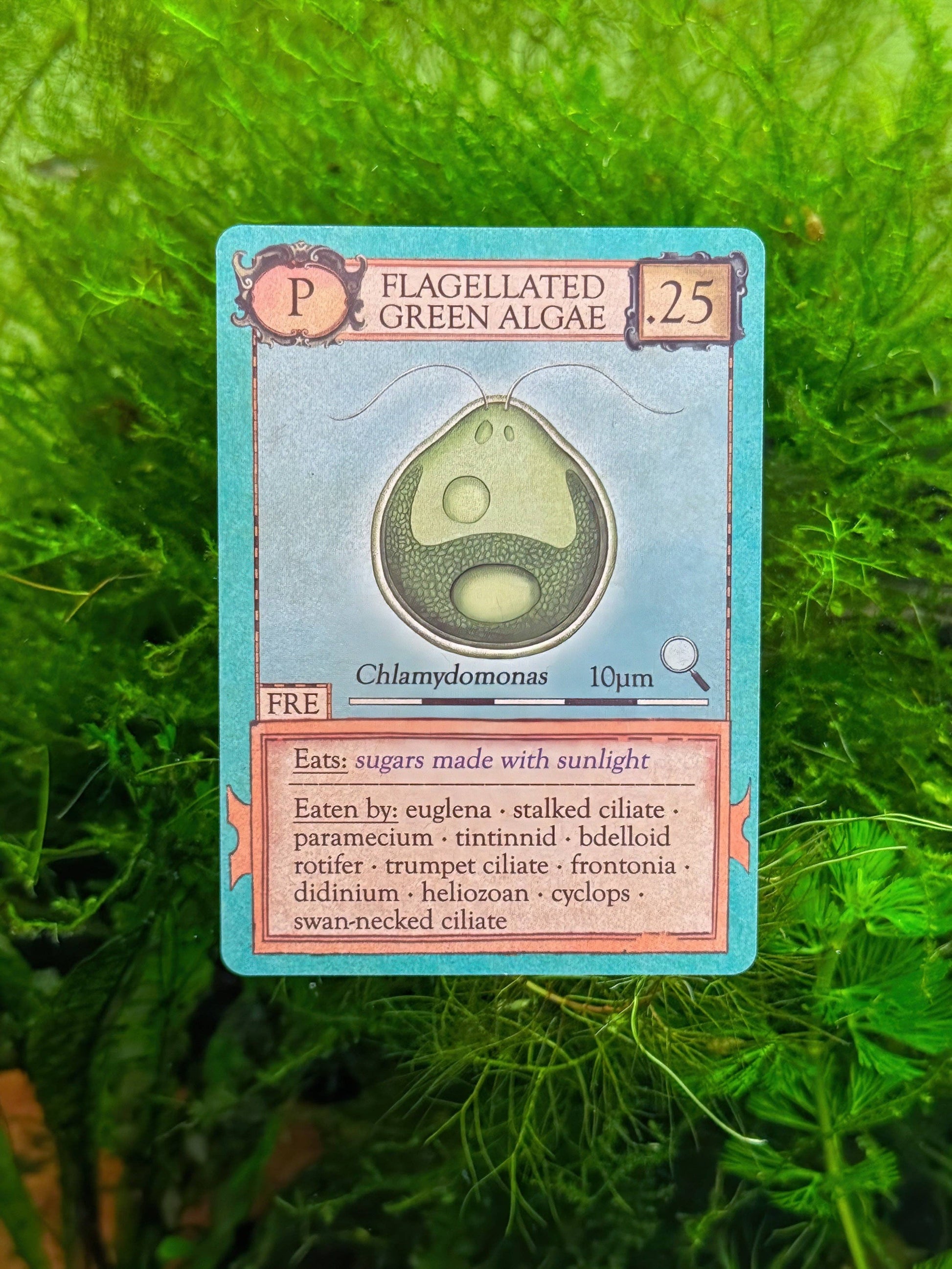 A playing card from Ecologies: Marvelous Microbes, featuring Flagellated Green Algae with an image of Chlamydomonas, detailed stats, and a list of its consumers—all set against a lush backdrop of green aquatic plants—perfect for a science-themed game about microscopic food webs.