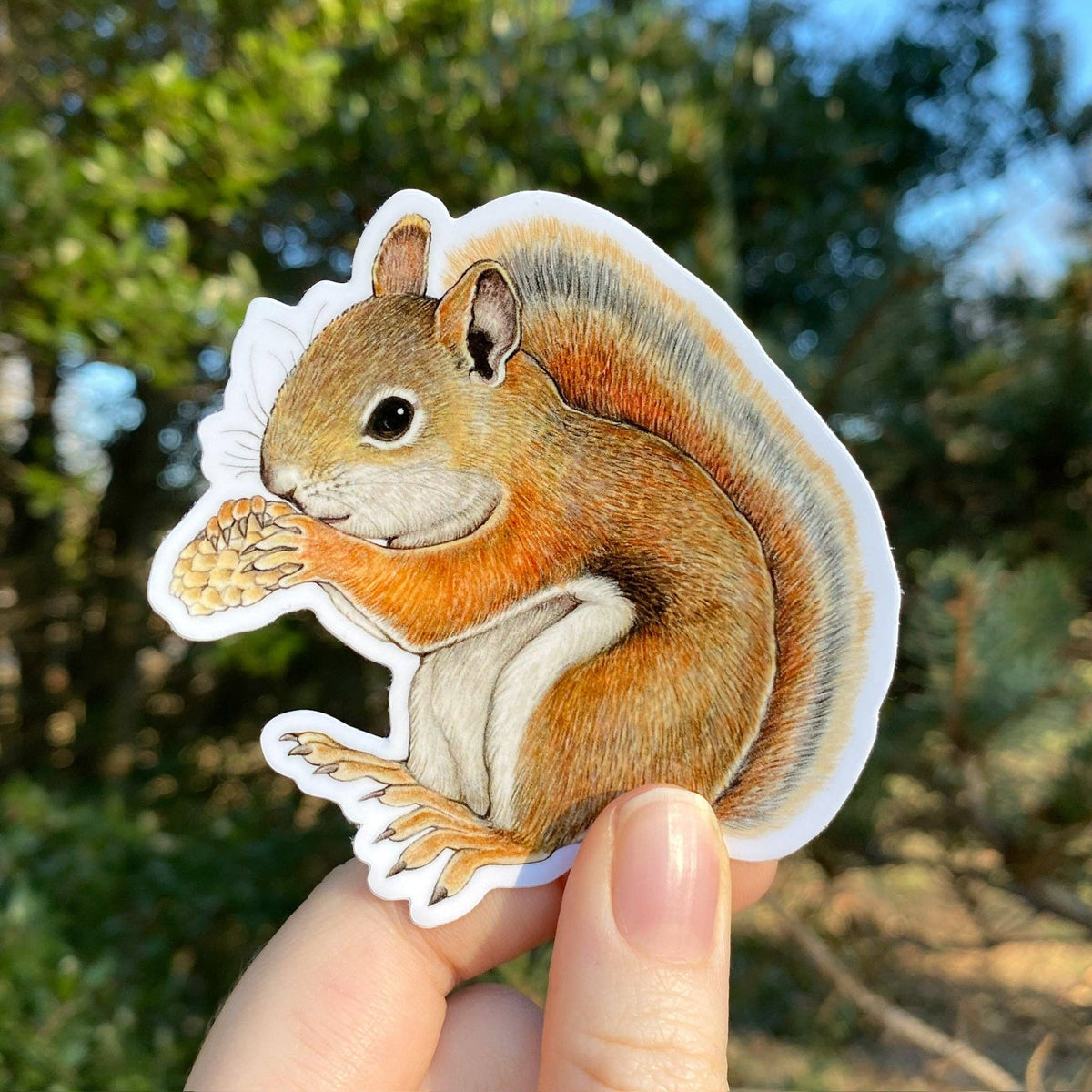 A hand holds an American Red Squirrel Weatherproof Vinyl Sticker of a red squirrel holding and eating a pinecone.