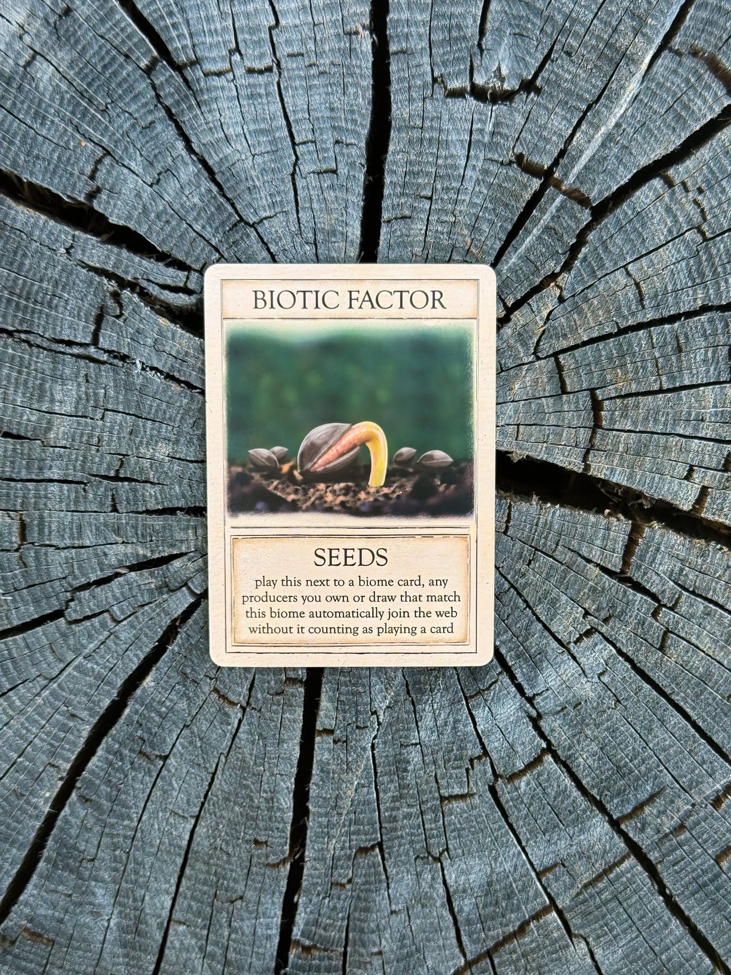 A card titled Biotic Factor: Seeds from Ecologies: Ancient Areas sits on cracked wood. Part of an ancient food web game, the card displays a sprouting seed and features game instructions in small text.