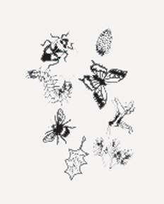 Black and white sketch-style illustrations of insects, a pine cone, leaf, and honeycomb—ideal for creating solar prints with the Outdoor Discovery Solar Print Kit or testing designs on solar print paper.