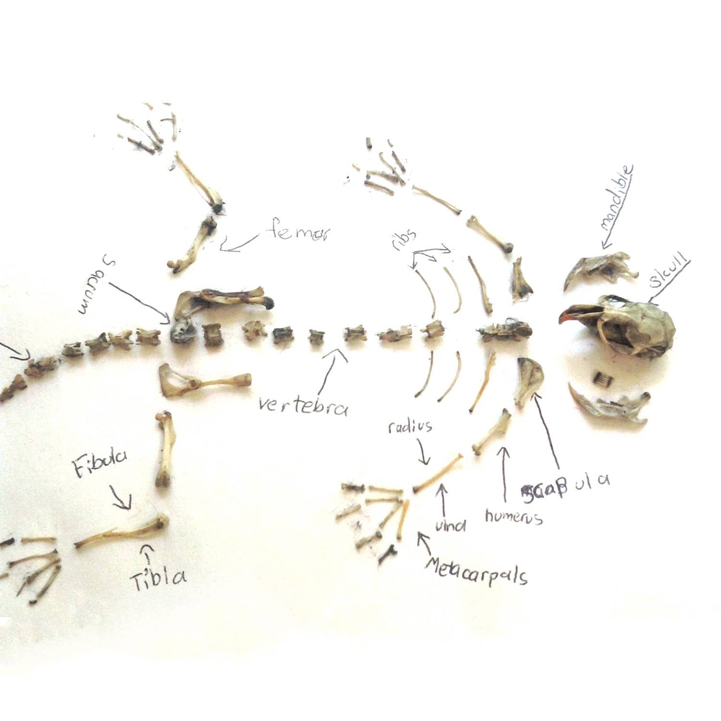 Labeled diagram of a small animal skeleton from the OWL PELLET science toy, showing bones like skull, mandible, ribs, vertebrae, femur, humerus, radius, ulna, fibula, tibia, scapula, and metacarpals arranged and named.