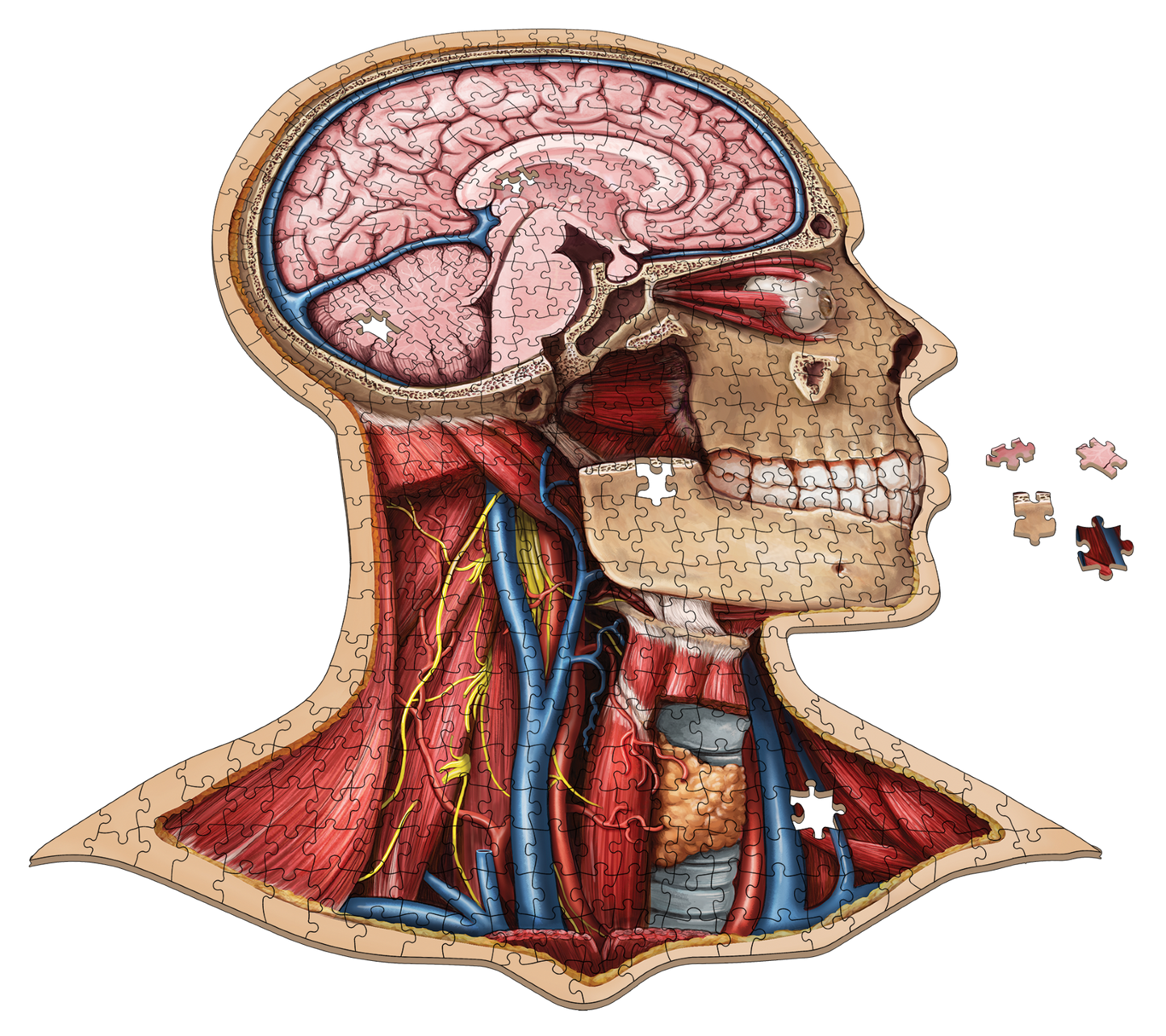 Dr. Livingston's Anatomy Jigsaw Puzzle: The Human Head