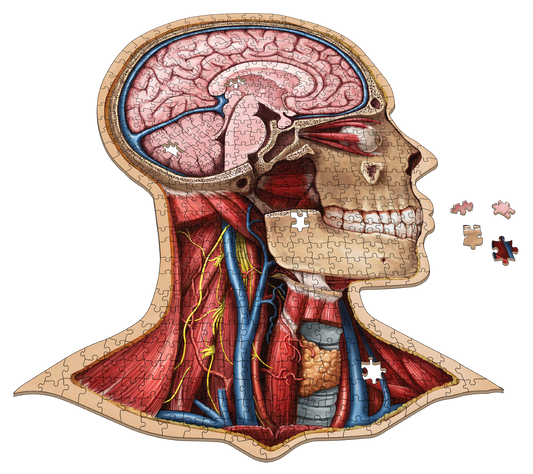 Dr. Livingston's Anatomy Jigsaw Puzzle: The Human Head