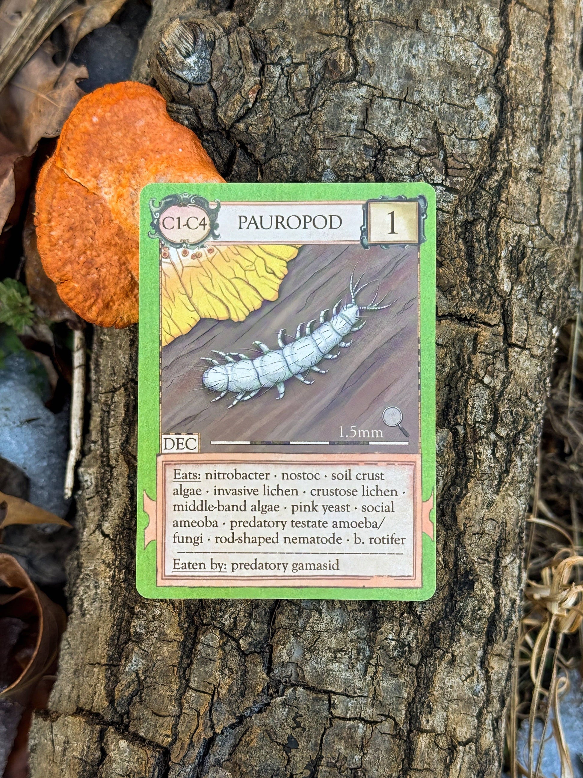 An “Ecologies: Marvelous Microbes” game card rests on tree bark beside an orange fungus. Perfect for a biology game, the card features a small, segmented white creature and provides details about its diet, classification, and predators.