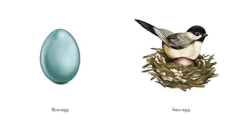 Egg - Kids' Educational Bird Book