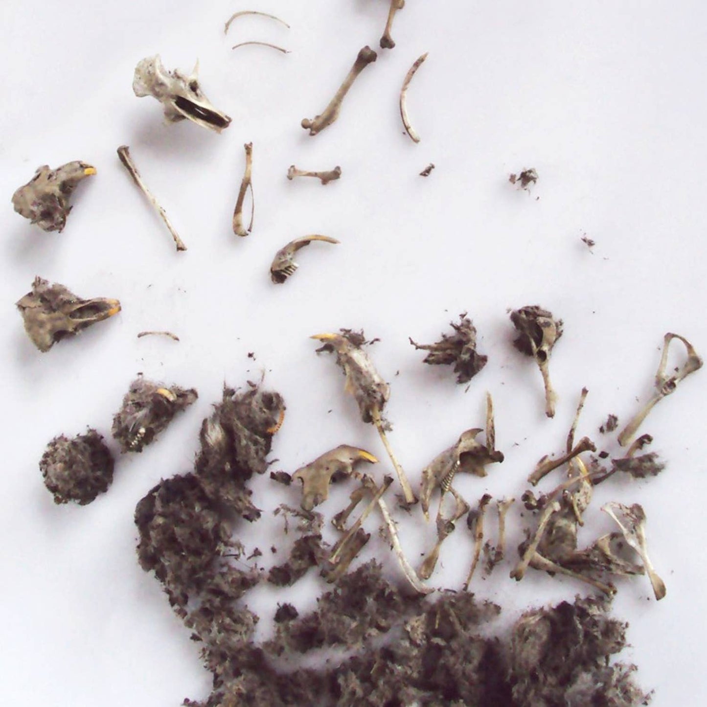 OWL PELLET: Discover small animal bones, skulls, and grey fur spread on a white surface—these fascinating science toys offer young explorers a hands-on dissection experience.