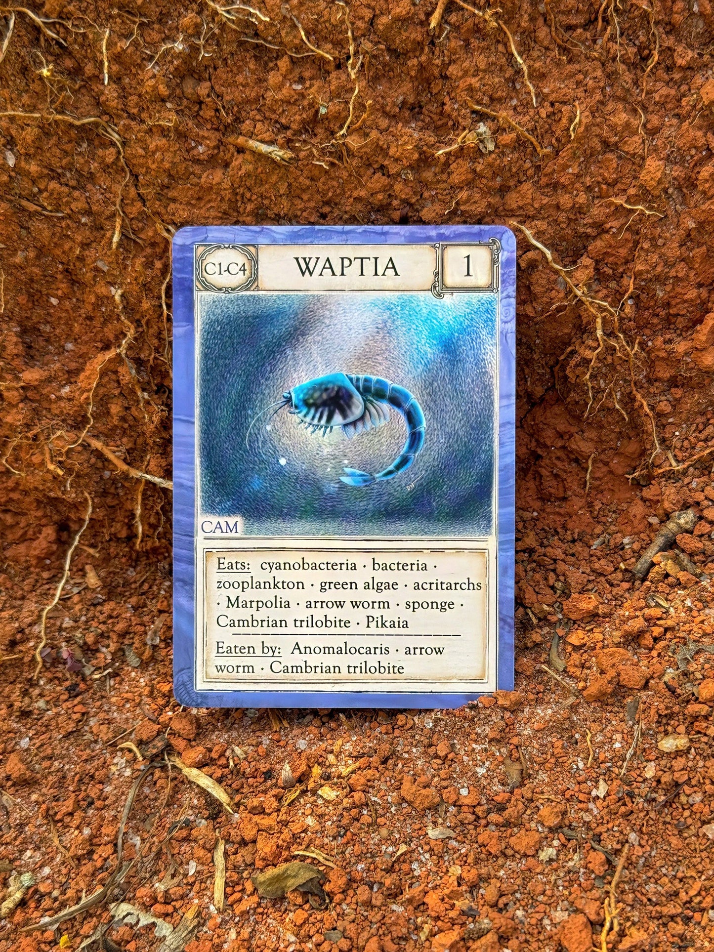 A playing card from Ecologies: Ancient Areas titled “Waptia” features an ancient aquatic creature, presenting details about its diet and predators. Designed for a scientific board game centered on extinct ecosystems, the card is shown upright on reddish soil with a natural background of visible roots and rough earth.