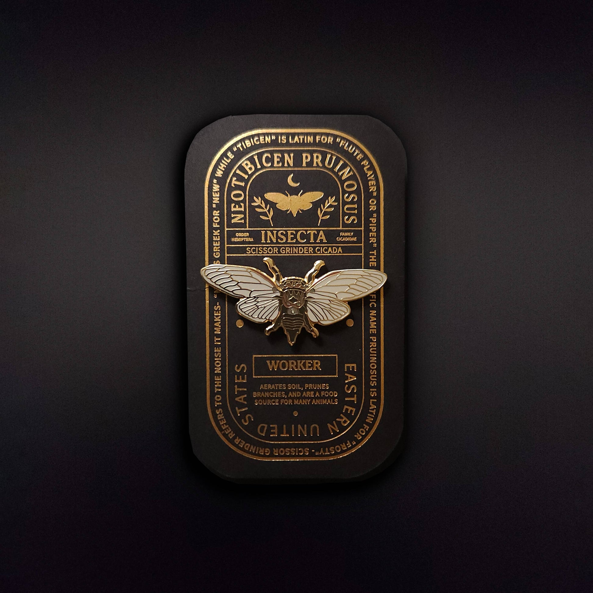 A detailed hard enamel pin of a Scissor Grinder Cicada is presented on a dark, ornate card labeled “Neotibicen pruinosus,” “worker,” and “United States,” featuring gold botanical and scientific text accents on a black background—an ideal educational entomology gift for nature enthusiasts or collectors.
