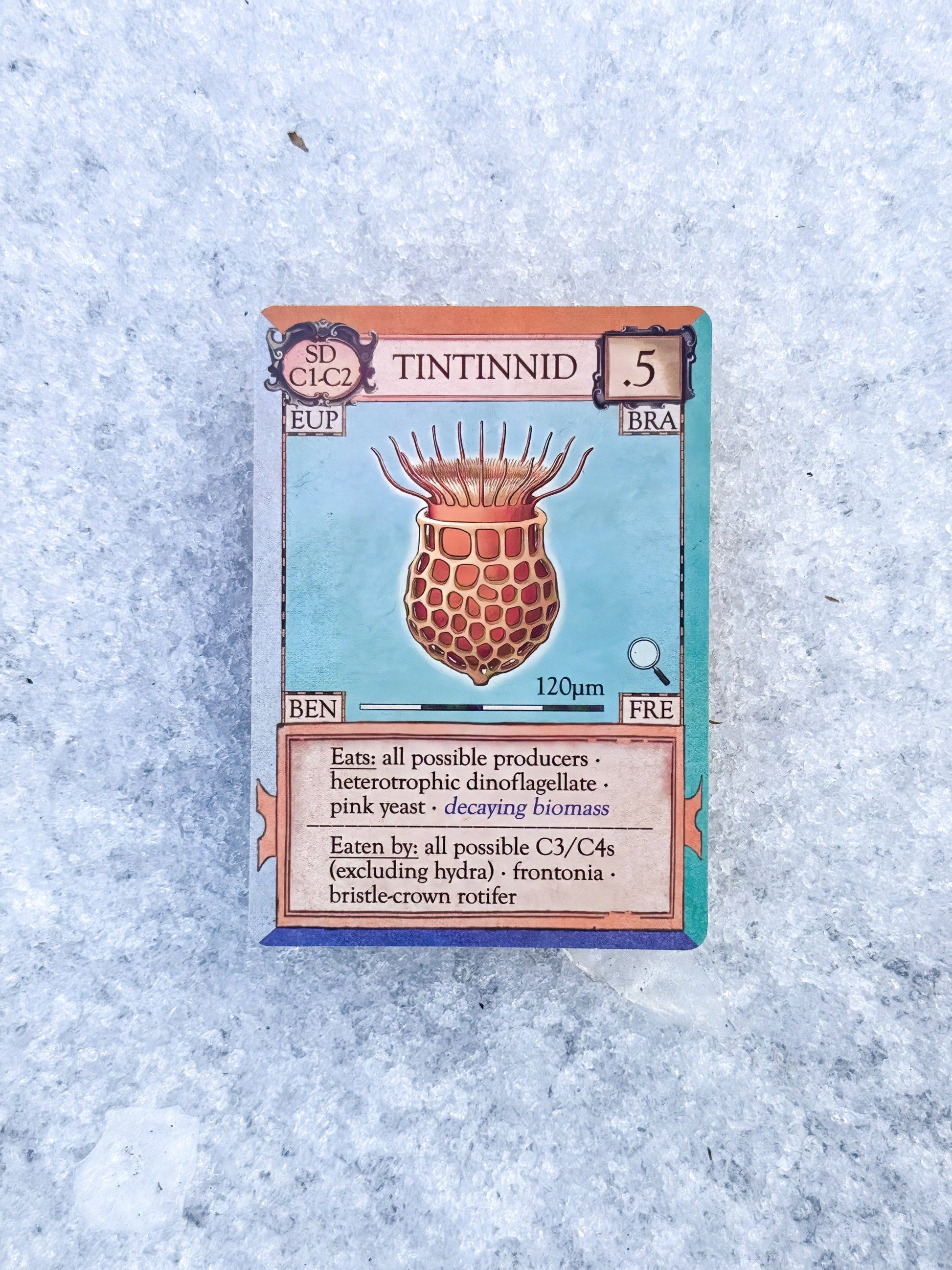 A card from Ecologies: Marvelous Microbes featuring Tintinnid, illustrated with a detailed depiction of its round, spiked form. The card displays its attributes—including size (120μm) and dietary habits—emphasizing Tintinnid’s importance in microscopic food webs. Ideal for biology board game enthusiasts or fans of scientific art, the card is pictured resting on a snowy surface.