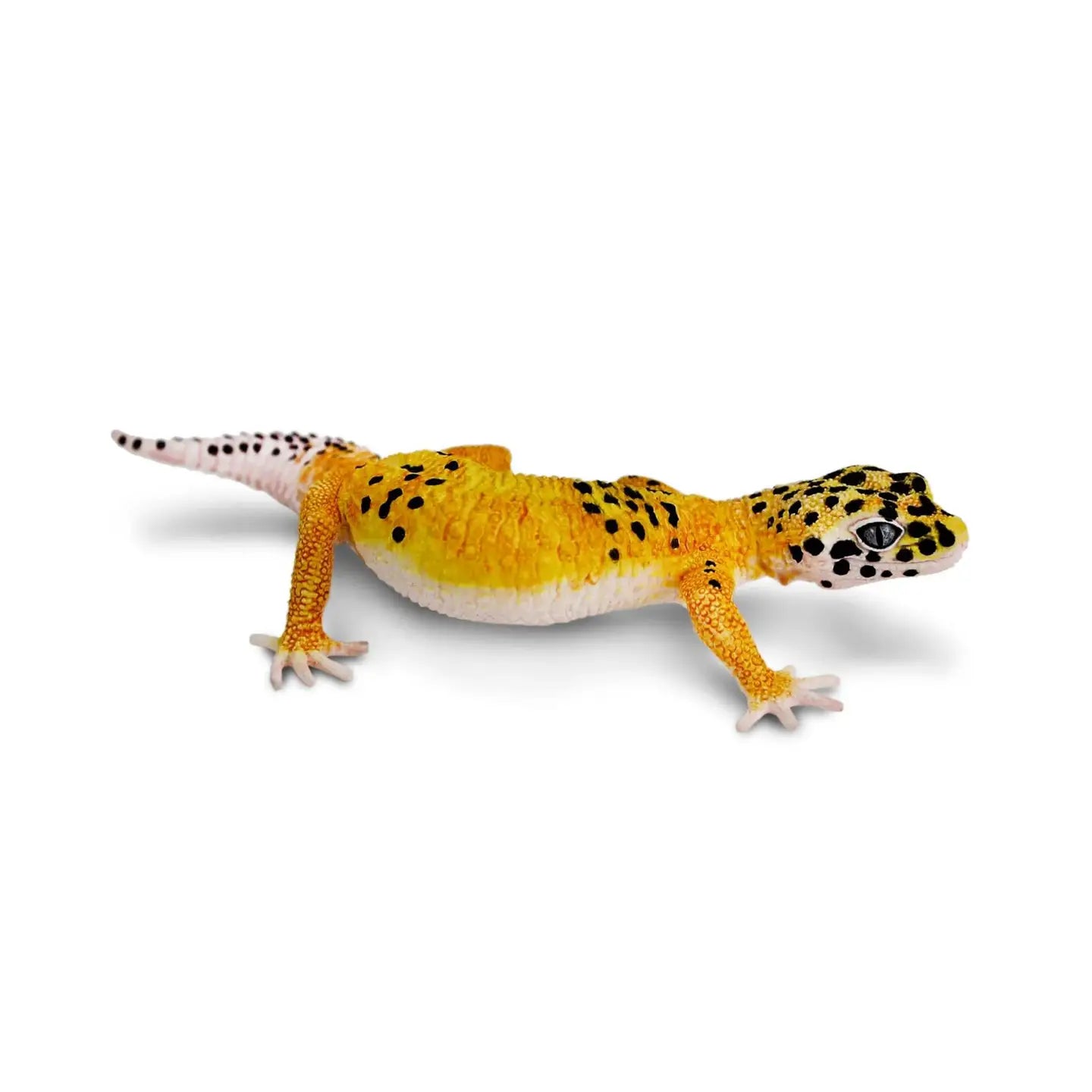A Leopard Gecko with yellow and black spots and a white underbelly stands on a white background, facing to the right.