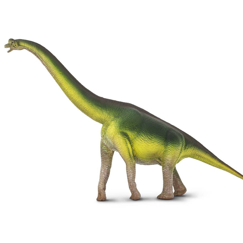 A Brachiosaurus toy, featuring green and yellow colors and modeled after the long-necked Brachiosaurus altithorax, stands on four legs with its elongated neck and tail extended, facing left against a plain white background.