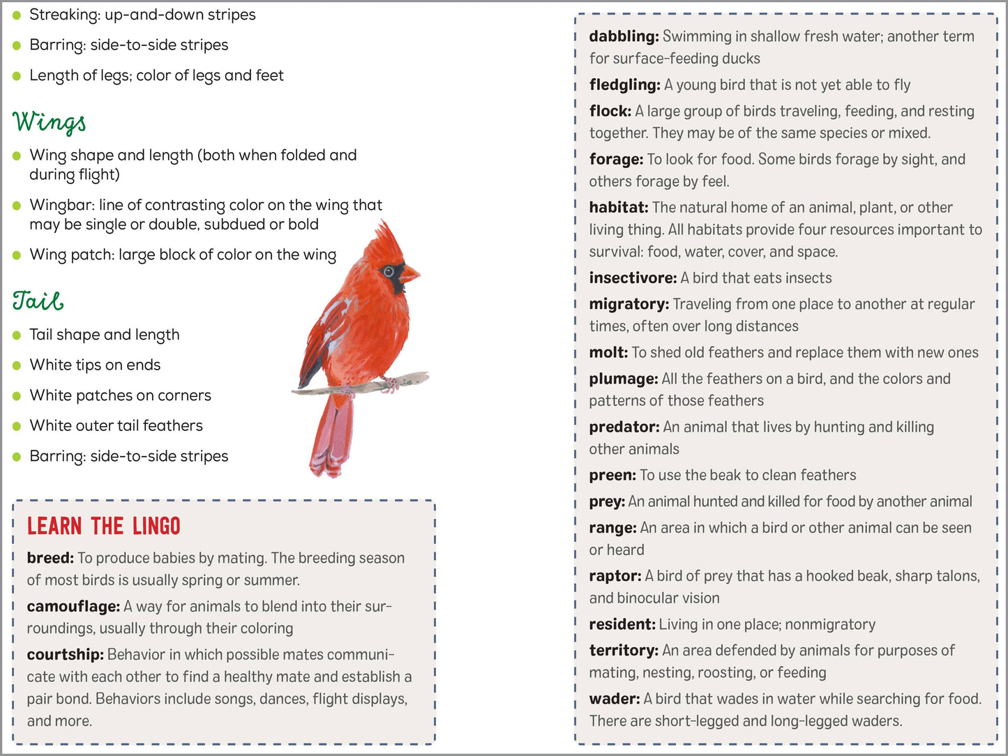 Bird Watching Book for Kids