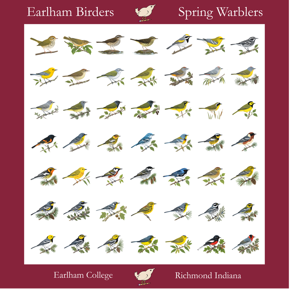 The Earlham Birders Warbler Bandana features an eco-friendly cotton print of spring warblers in a grid, with Earlham Birders, Earlham College, and Richmond, Indiana text in the margins.