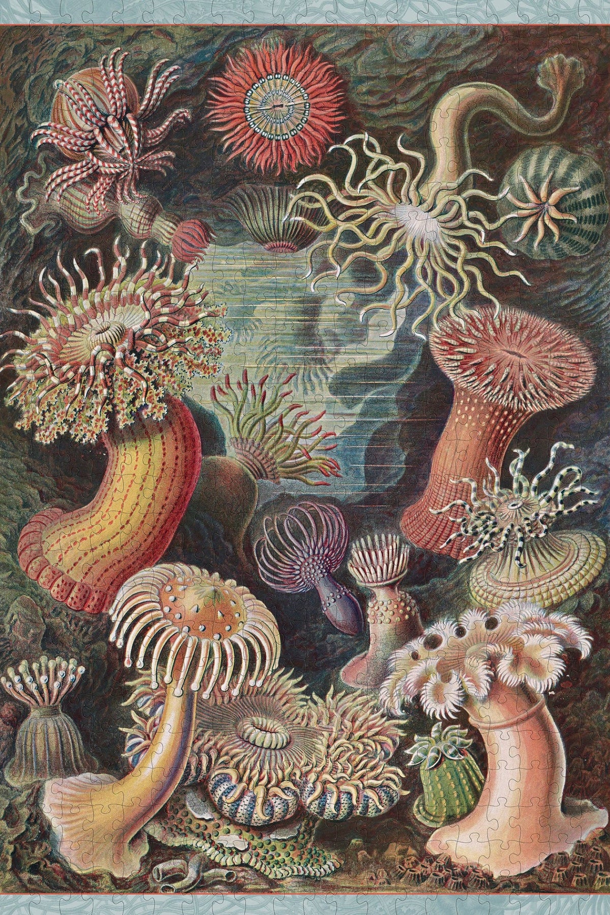 An Ernst Haeckel: Sea Anemones 500 pieces puzzle illustration featuring diverse, colorful sea anemones with varied tentacles and shapes, arranged in an underwater scene.