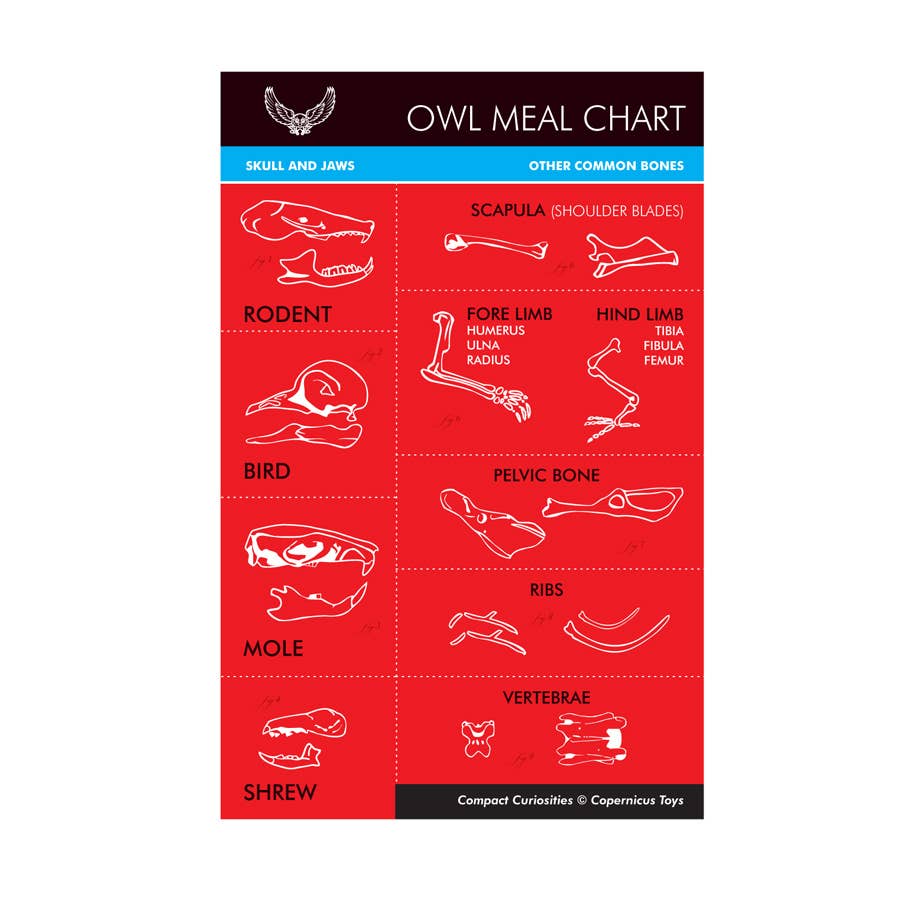 The OWL PELLET Meal Chart features labeled illustrations of rodent, bird, mole, and shrew bones—skulls, jaws, scapulae—for identifying owl pellet diets. Ideal for science kits or classroom learning.