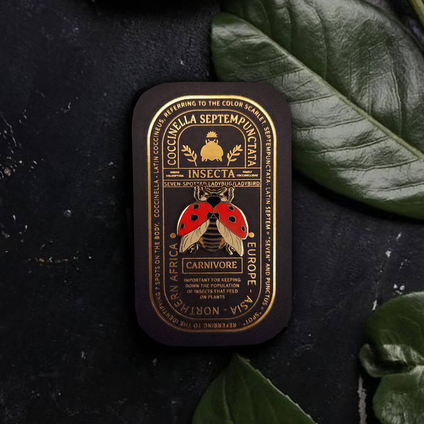 A black tin featuring gold and red ladybug artwork, scientific labels, and the word “Carnivore” rests on a dark surface beside large green leaves—a striking display that perfectly showcases your Seven-Spotted Ladybug Educational Insect Enamel Pin as a charming good luck accessory.
