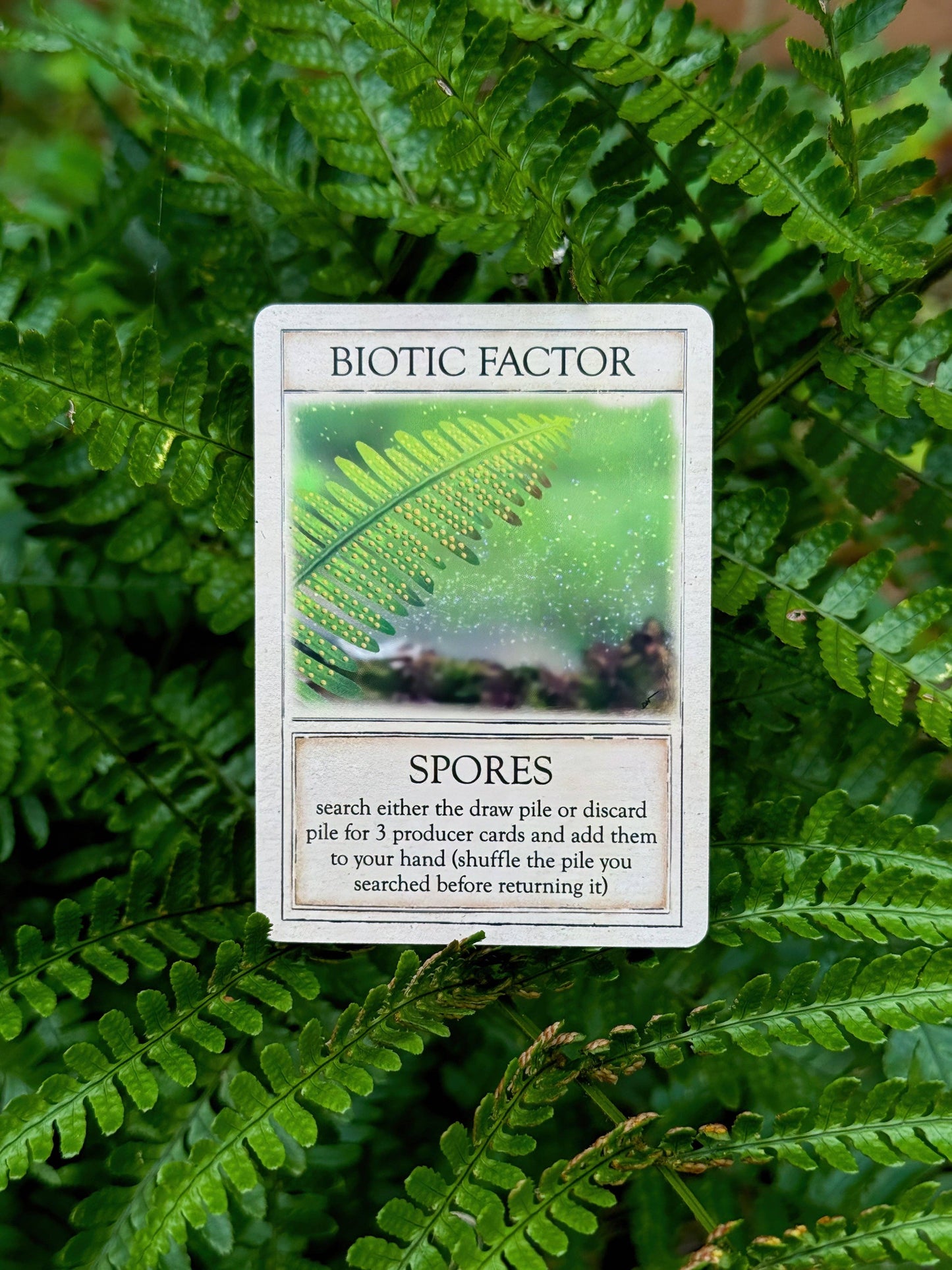 A game card labeled Biotic Factor from Ecologies: Ancient Areas, displaying an image of a fern and instructions for finding producer cards, rests atop lush green fern leaves. This vivid arrangement invites players to uncover lost ecosystems in this scientific board game.