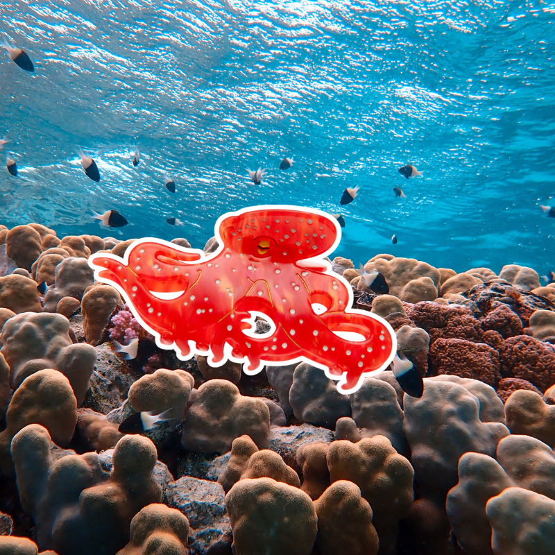 A bright red Octopus Claw Clip floating above a coral reef.