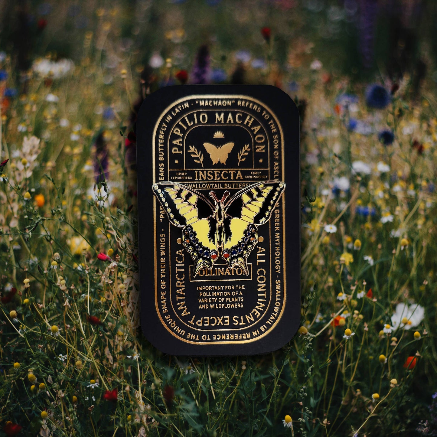 A labeled illustration of a Swallowtail butterfly (Papilio machaon) with detailed text overlay, displayed over a softly blurred wildflower meadow—an ideal inspiration for the Swallowtail Butterfly Educational Insect Enamel Pin and a thoughtful butterfly-themed gift for any nature enthusiast or enamel pin collector.