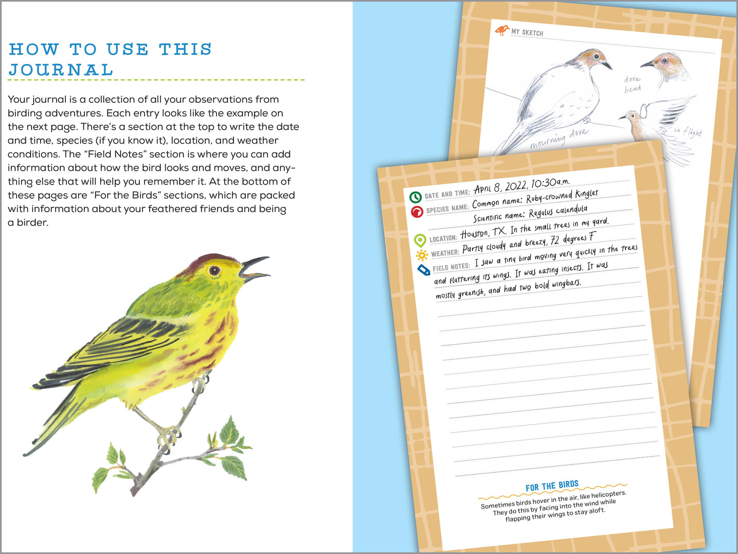 Bird Watching Book for Kids