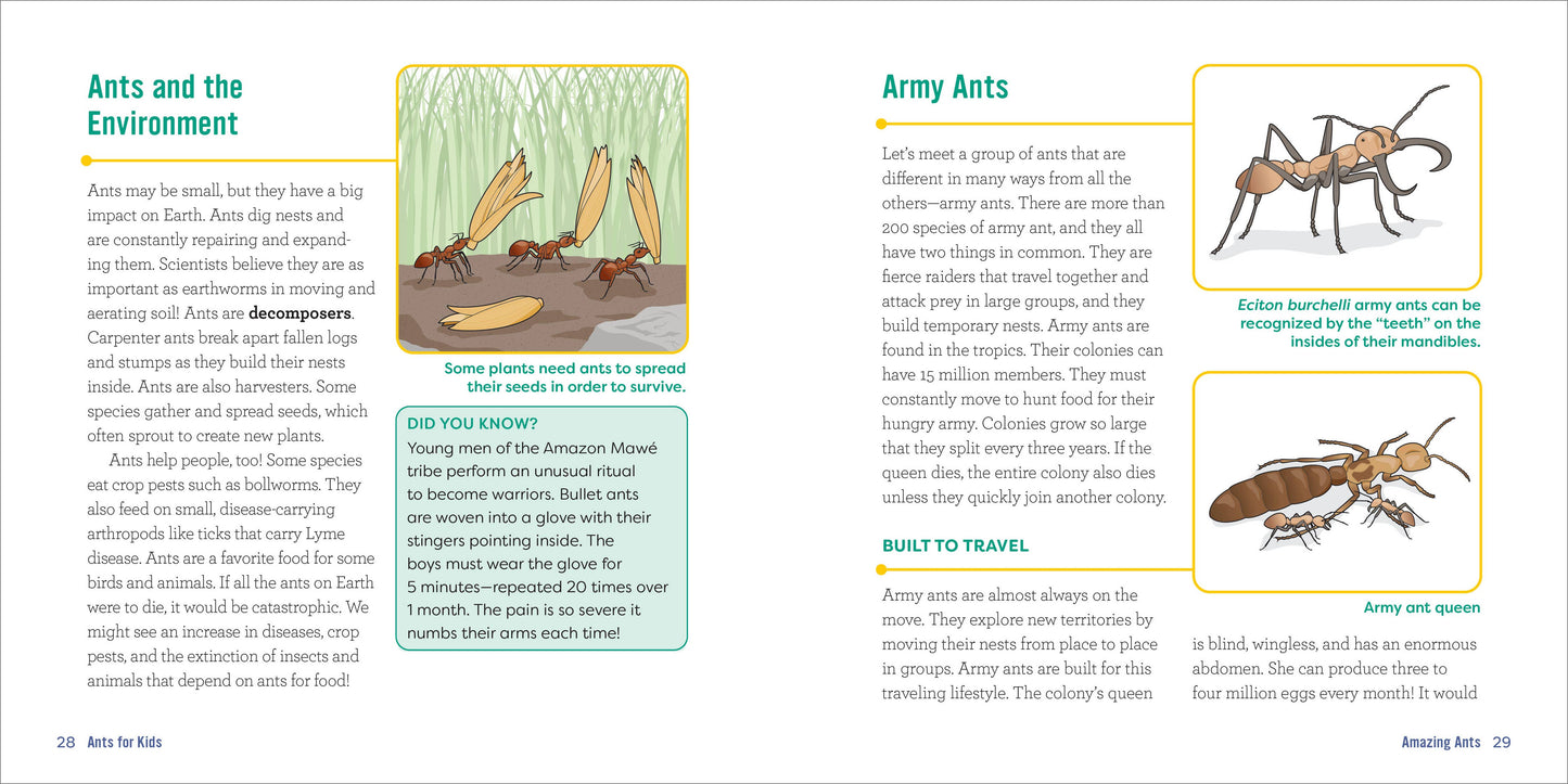 Ants for Kids