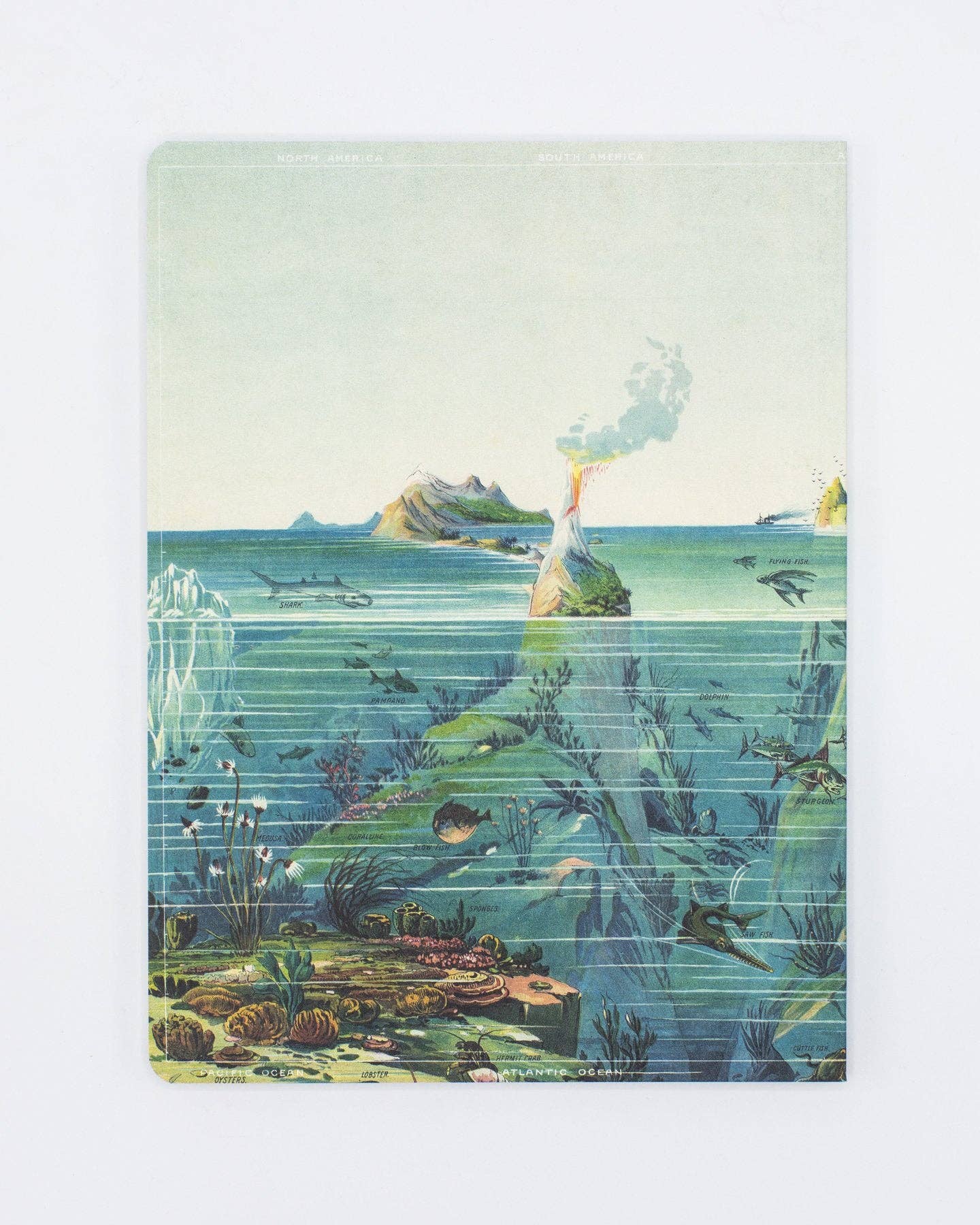 Underwater illustration book cover