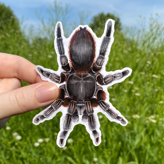 Tarantula Large Weatherproof Vinyl Sticker