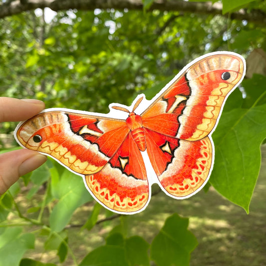 Tuliptree Silkmoth Weatherproof Vinyl Sticker
