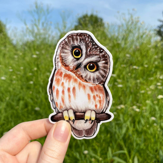 A hand holds the Saw-Whet Owl Weatherproof Vinyl Sticker, featuring a cute, wide-eyed owl perched on a branch with a blurred background of green grass and blue sky.